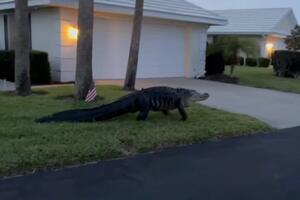 UMESTO USKRŠNJEG ZEKE DOŠAO IM OGROMAN ALIGATOR: Reptil se bezbrižno prošetao naseljem na Floridi na putu do jezera (VIDEO)