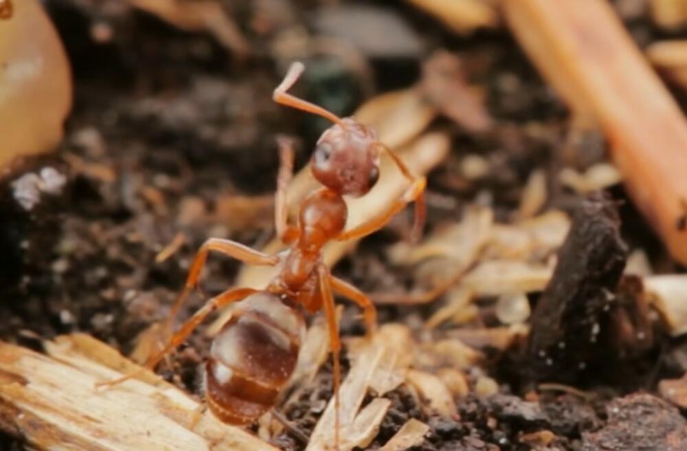 Riđi mrav