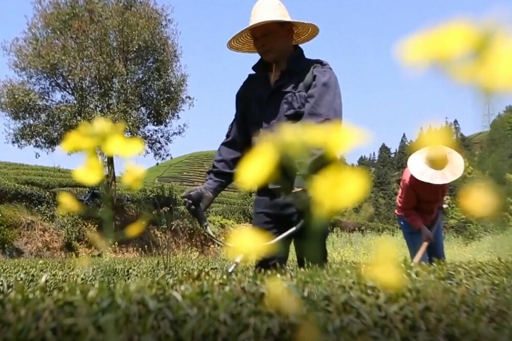 STUB ZA SMANJENJE SIROMAŠTVA Tradicionalna industrija doprinosi ruralnoj revitalizaciji u Fuđijenu! VIDEO