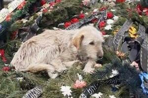 TUGA: Pas dve nedelje sedi na groblju u Slatini, rođaci pokojnika ga ne žele FOTO