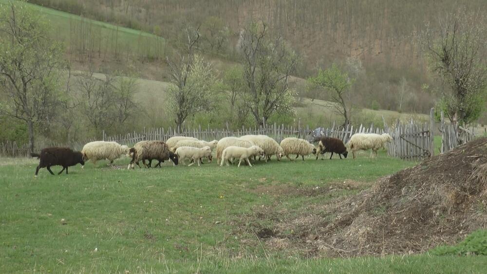 Srezojevci, Gornji Milanovac, ovce