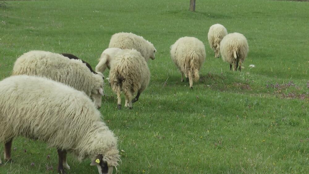 Srezojevci, Gornji Milanovac, ovce