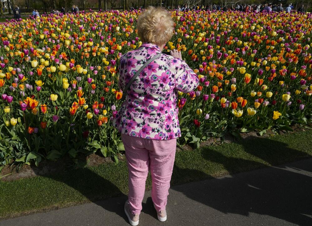 lala, lale, proleće, cveće, park, april 2022