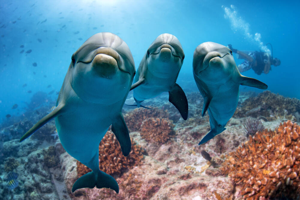 делфин, делфини