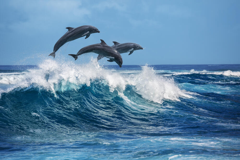 delfin, delfini