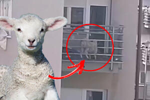 ŠTA JAGNJE RADI NA TERASI? NIKOME NIJE JASNO! Nesvakidašnji prizor iz jedne zgrade u Zemun Polju pred Đurđevdan (VIDEO)