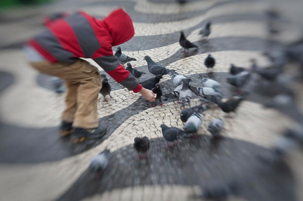 HOROR! Tinejdžer (15) namamio golubove, a onda ih ZAKLAO: OVO SU REAKCIJE ogorčenih građana (FOTO)