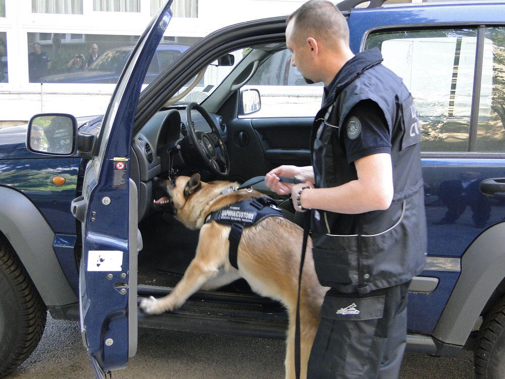 Policijski Pas, Policijski psi, belgijski ovčar, carinski psi, carina, pas, psi, Službeni Pas, službeni psi