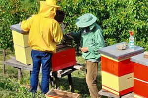 PČELARI, JAVITE SE! Evo koliko iznose subvencije za proizvodnju meda po košnici i koji je rok za prijavu