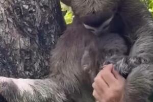 RASTOPILI SMO SE: Ponovni susret mame i malenog lenjivca oduševilo njihove spasioce VIDEO