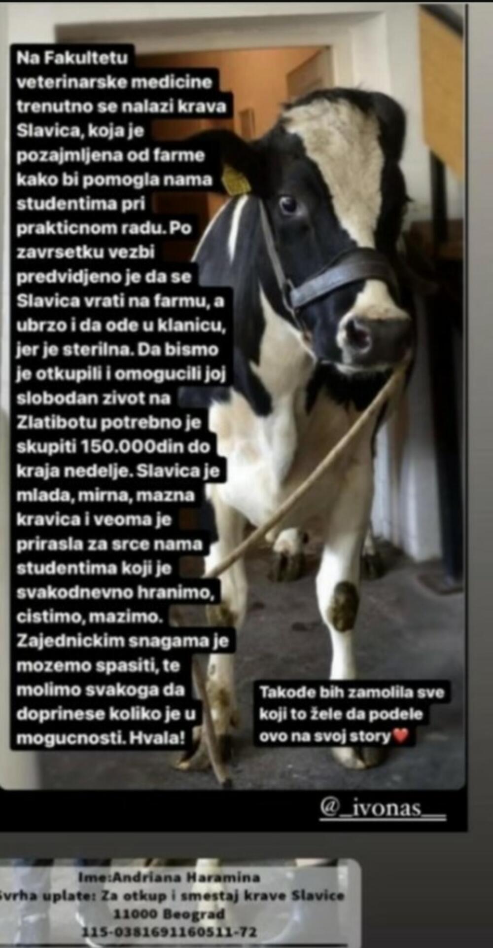 krava Slavica