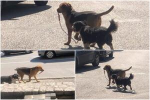 MAZA I LUNJA SA BALKANA Fotografija dva psa iz Stoca oduševila region: Sad je jasno da su njih dvoje par FOTO