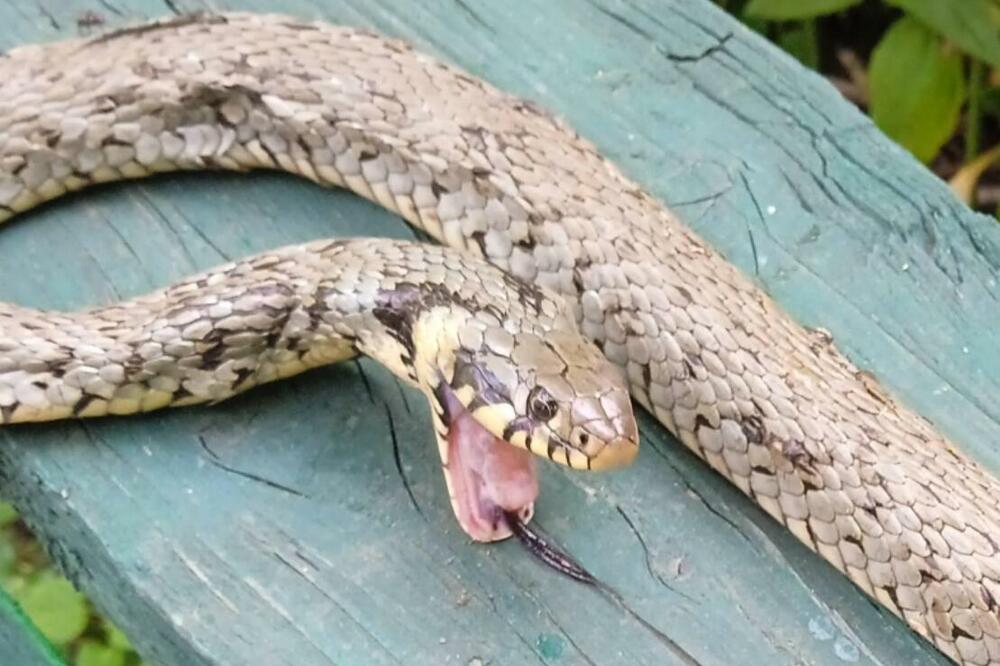 UŽAS ŽIVI Slikarki iz Zrenjanina ogromna zmija upuzala u dvorište STRAHUJE DA SE NEGDE U BLIZINI KRIJE CELO LEGLO (FOTO)