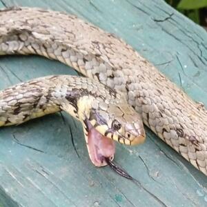 UŽAS ŽIVI Slikarki iz Zrenjanina ogromna zmija upuzala u dvorište STRAHUJE