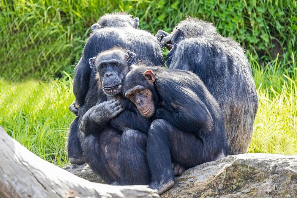KOMPLEKSAN SISTEM KOMUNIKACIJE: Naučnici utvrdili da šimpanze koriste tajni jezik