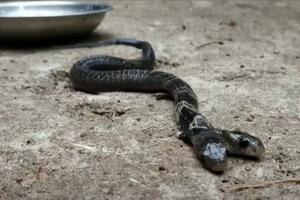 VERUJE SE DA JE OVO PREDZNAK KATASTROFE U Indiji se pojavila zmija sa dve glave, mnogi strahuju da je to loš znak VIDEO
