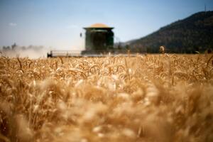 NAKON RUSKOG GRANATIRANJA ODESE Oštar skok cena pšenice