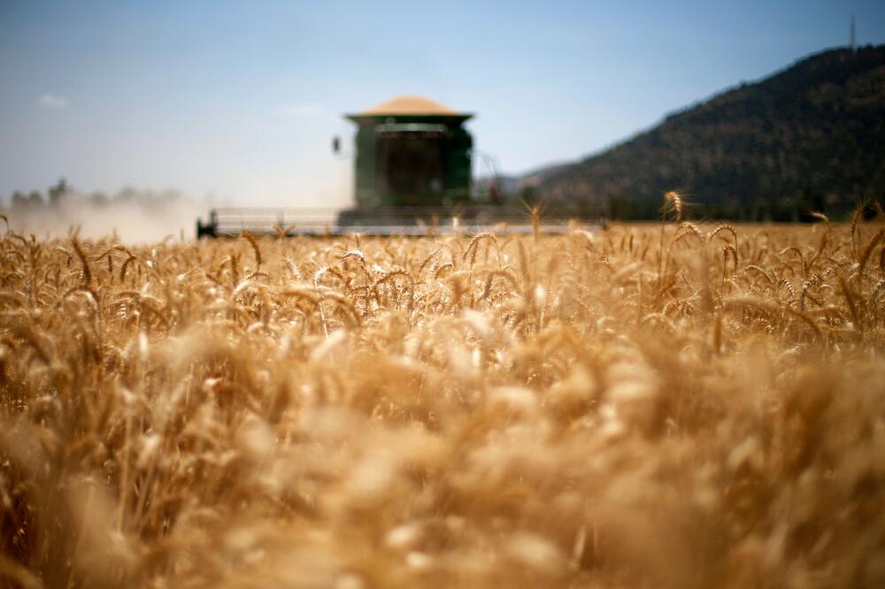 OBISTINILE SE CRNE SLUTNJE: Skočila cena pšenice zbog kolapsa sporazuma Rusije i Ukrajine!