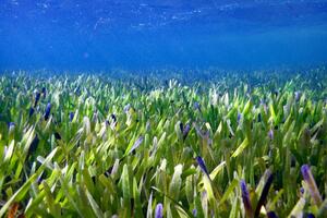 NAJVEĆA BILJKA NA SVETU: Istraživači mislili da je u pitanju podvodna livada od 200 km2 , ispostavilo se da je 1 biljka! FOTO