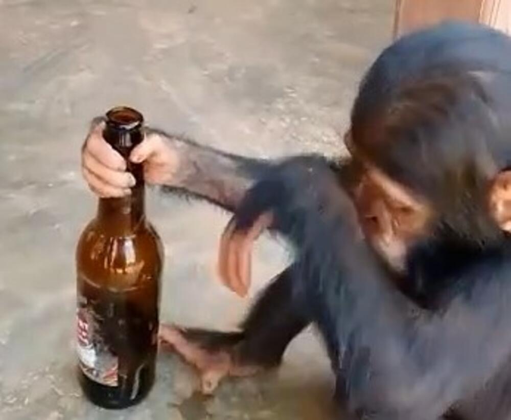 majmun, pivo, smešno
