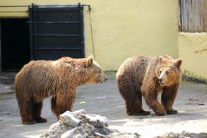 Ženke mrkog medveda iz Kraljeva smeštene u subotički Zoo vrt
