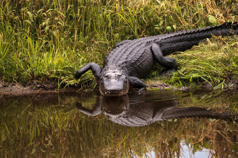UŽAS U JUŽNOJ KAROLINI Aligator dug 3,5 metra usmrtio muškarca