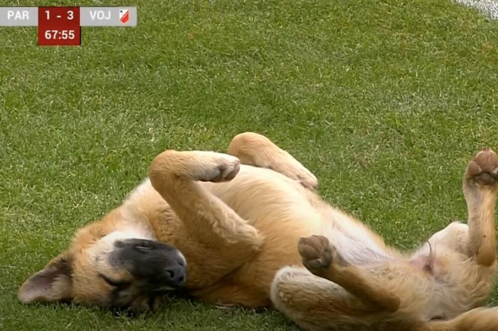 URNEBESNO! KOLIKO JE SAMO NJEMU DOBRO: Pogledajte spektakularnu scenu sa utakmice Partizan - Vojvodina (VIDEO)