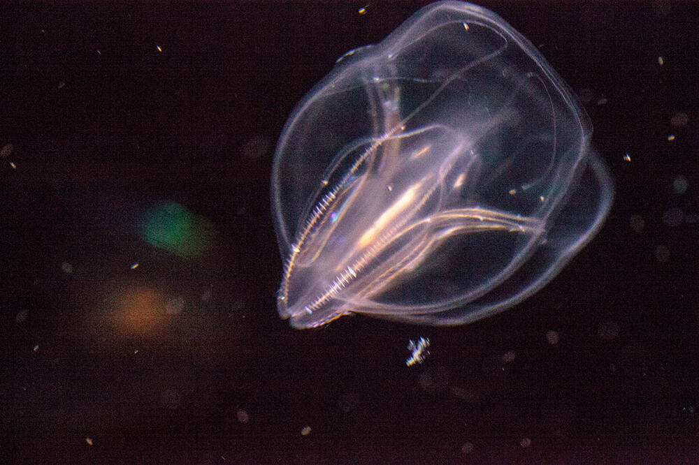 Mediterranean jelly