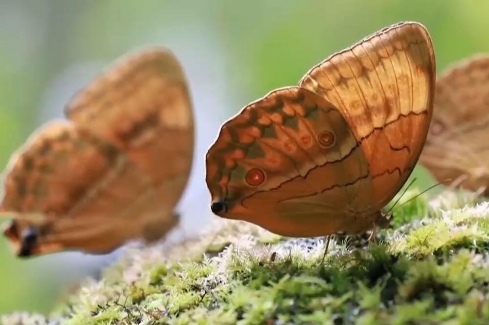 INVAZIJA U JUNANU: Oko 150 milija larvi se za mesec dana pretvori u leptire! VIDEO