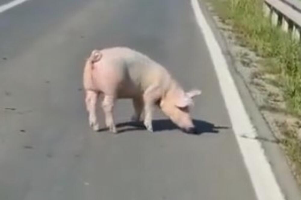 OVO IMA SAMO U SRBIJI: Svinja ispala iz prikolice nasred puta i ZAUSTAVILA SAOBRAĆAJ! Pogledajte (VIDEO)