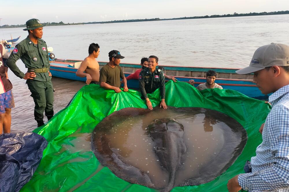 ČUDOVIŠTE IZ MEKONGA: U Kambodži ulovljena najveća slatkovodna riba, teška 300 kg!