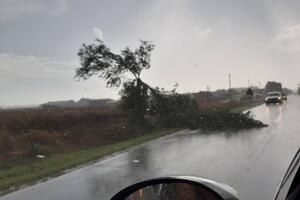 APATIN NAKON NEVREMENA PLUTA U VODI Srušena stabla zaustavila saobraćaj prema Prigrevici (FOTO)