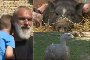 LEGENDA KAŽE U OVOJ PTICI SU KOKA, PAPAGAJ I GUSKA Domaćin iz Odžaka gaji što nema niko, krmača Cvekla oprasila 8! VIDEO