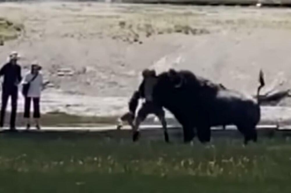 HOROR U JELOUSTONU: Porodicu u Nacionalnom parku napao bizon, muškarac spasao dete ali završio u bolnici UZNEMIRUJUĆ VIDEO