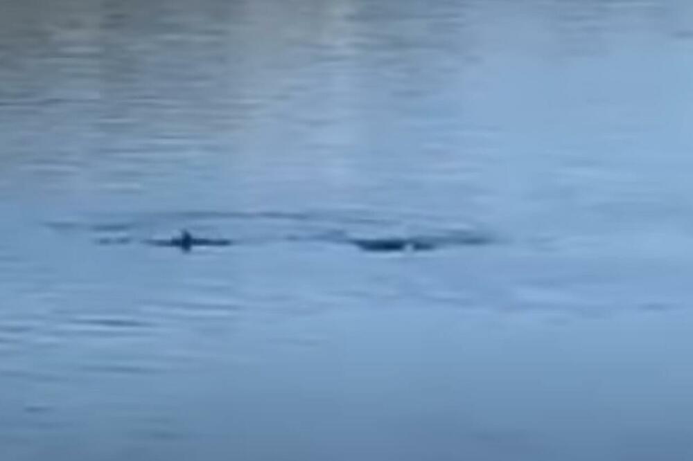 LEP I NEUOBIČAJEN PRIZOR: U Neumu viđeno jato delfina kako pliva Jadranskim morem VIDEO