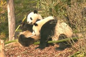 NOVO ISTRAŽIVANJE: Džinovske pande jele bambus još pre 6 miliona godina? VIDEO