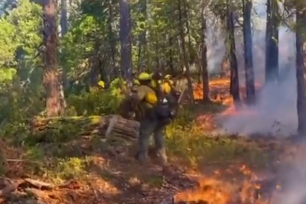 GORI NACIONALNI PARK JOSEMITI U KALIFORNIJI: Vatra preti najvećoj šumi džinovskih sekvoja, više od 500 retkih stabala ugroženo
