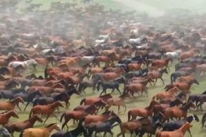 NAJLEPŠA PREDSTAVA U KINI: Konji na pašnjaku u Siđijangu VIDEO