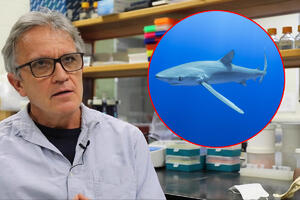 OSTAVITE AJKULE NA MIRU, NISU OPASNIJE NEGO INAČE: Američki stručnjak objašnjava najnovije napade morskih nemani! VIDEO