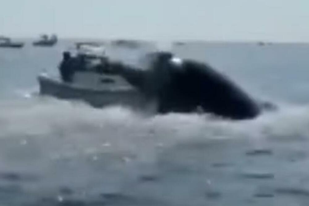 KAD SE NAĐEŠ NA POGREŠNOM MESTU U POGREŠNO VREME Kit izronio iz mora i udario u brod blizu obale u SAD (VIDEO)