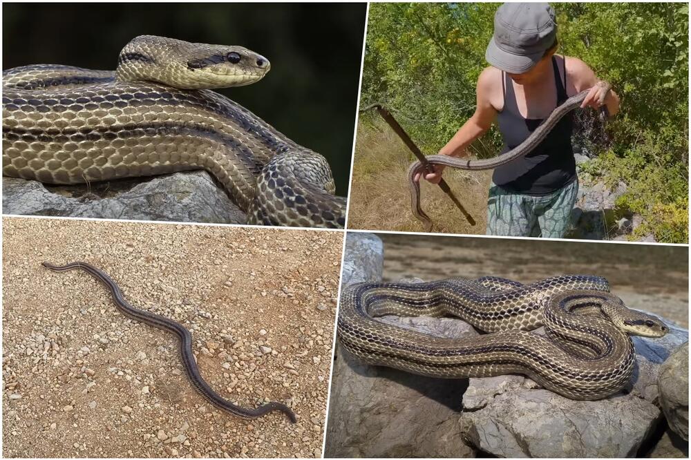 MOLIM TE NEMOJ DA ME UJEDEŠ! Grupa turista naletela u Dalmaciji na najveću zmiju sa ovih prostora JEDVA JE DRŽE (VIDEO)
