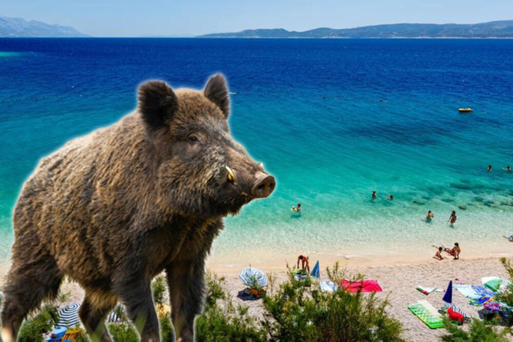 NAJEZDA DIVLJIH SVINJA UPLAŠILA TURISTE U HRVATSKOJ: Gladne i žedne životinje se spuštaju do plaže i plaše goste!