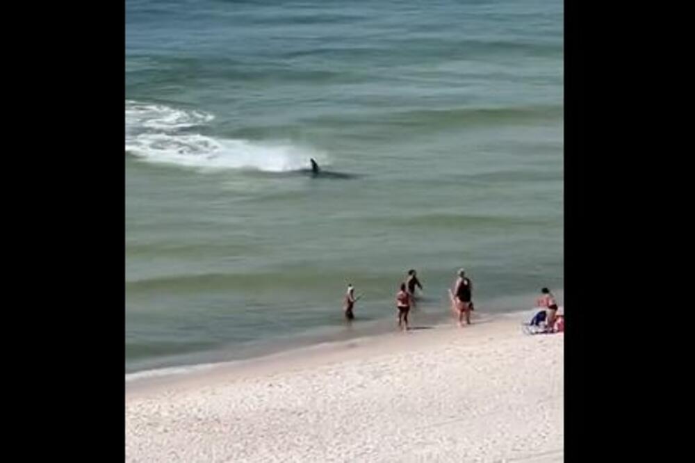 HOROR! AJKULA ULETELA U PLIĆAK! Ljudi u panici beže iz vode, JEZIVE SCENE sa plaže u Alabami! VIDEO