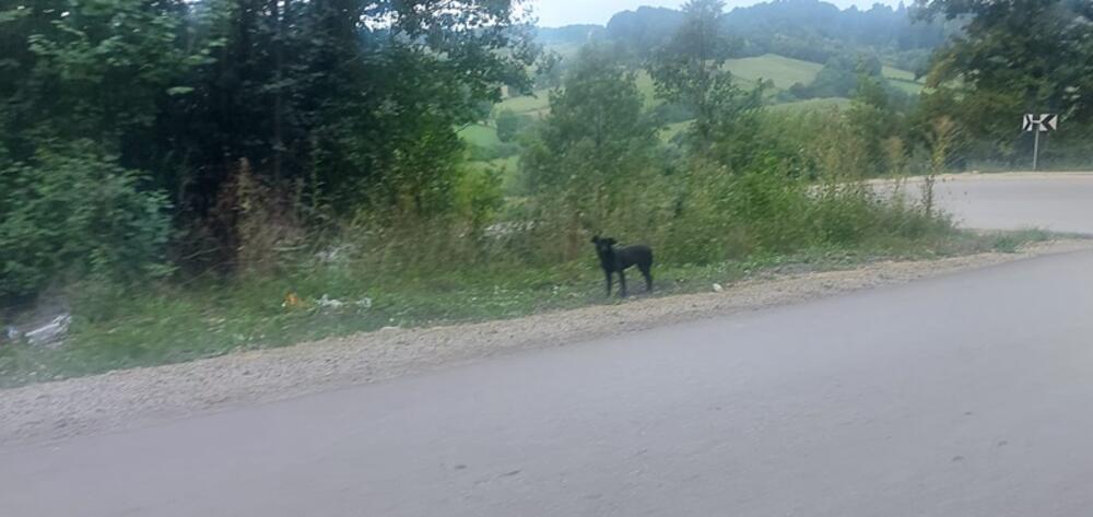 Gornji Milanovac, pas, Pranjani