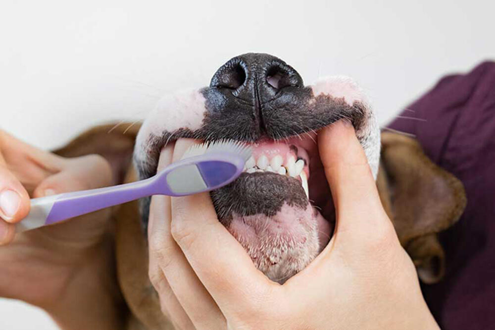 ORALNA HIGIJENA LJUBIMACA: Evo korisnog saveta kako da očistite zube psima!