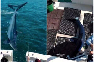 NEVEROVATAN NAPAD AJKULE: Pogledajte trenutak kada morska zver iskače iz vode i upada pravo na brod VIDEO