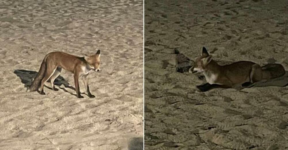 Lisica na plaži
