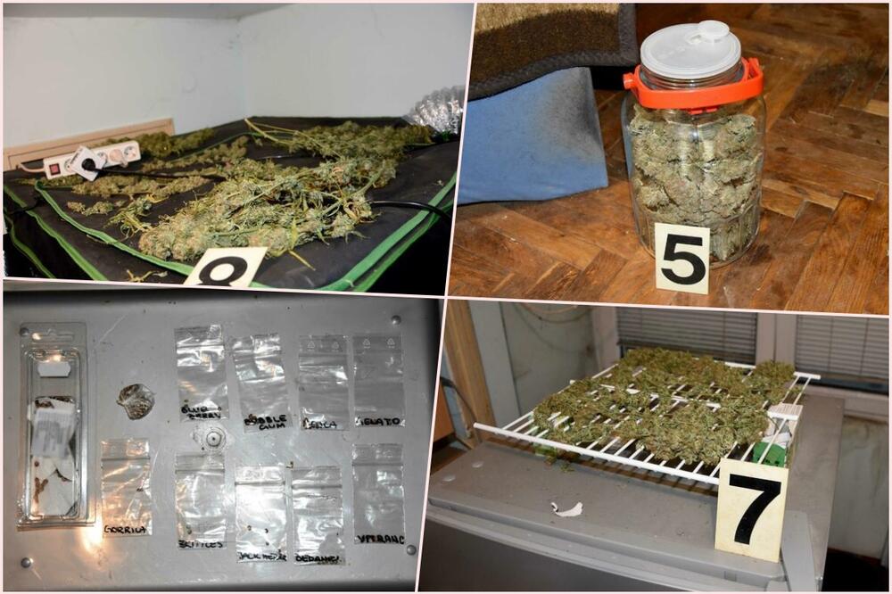 PAO DILIER U PANČEVU: Pola kilograma marihuane krio u stanu, a EVO ŠTA JE još pronađeno (FOTO)