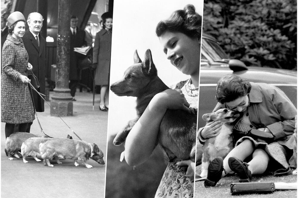 KEVTAVI POKRETNI TEPIH: Kako su kraljičini voljeni psi testirali živce svih u palati VIDEO, FOTO