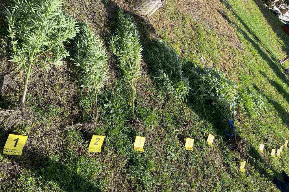 PALA DVA DILERA U BEOGRADU: U dvorištu zasadili 51 stabljiku marihuane